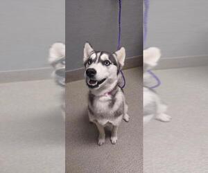Siberian Husky-Unknown Mix Dogs for adoption in Las Vegas, NV, USA