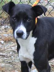 Borador Dogs for adoption in Kohler, WI, USA
