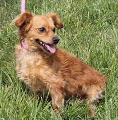 Chiweenie Dogs for adoption in Mukwonago, WI, USA