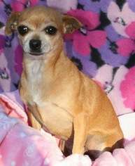 Chihuahua Dogs for adoption in Mobile, AL, USA