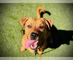 Labrador Retriever Dogs for adoption in Orlando, FL, USA