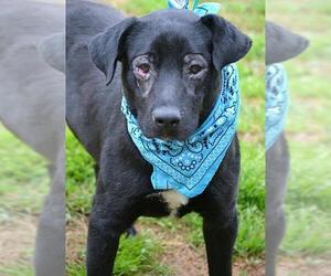 Labrador Retriever-Unknown Mix Dogs for adoption in Tuscumbia, AL, USA