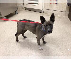 Australian Kelpie-Unknown Mix Dogs for adoption in Riverside, CA, USA