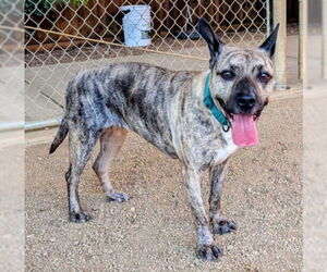 Dutch Shepherd -Unknown Mix Dogs for adoption in Plano, TX, USA