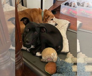 American Pit Bull Terrier-Labrador Retriever Mix Dogs for adoption in Wenonah, NJ, USA