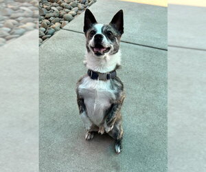 Toxirn Dogs for adoption in Sacramento, CA, USA