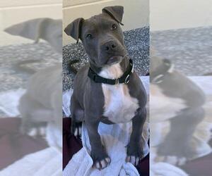 Great Dane-Unknown Mix Dogs for adoption in Brewster, MA, USA