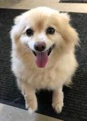 Pomeranian Dogs for adoption in Sistersville, WV, USA