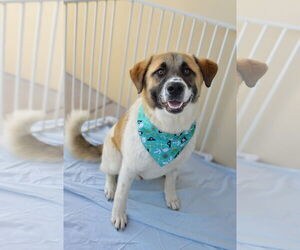 Great Pyrenees-Unknown Mix Dogs for adoption in McKinney, TX, USA