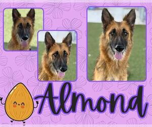 German Shepherd Dog Dogs for adoption in Pearland, TX, USA