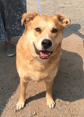 Labrador Retriever-Unknown Mix Dogs for adoption in Alturas, CA, USA