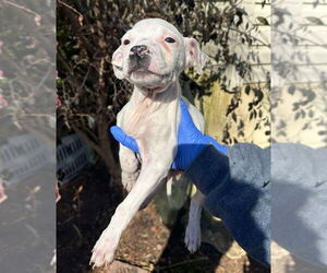 American Pit Bull Terrier-Unknown Mix Dogs for adoption in New York, NY, USA