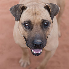 Mastiff Dogs for adoption in Kanab, UT, USA