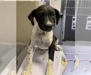 American Pit Bull Terrier-Unknown Mix Dogs for adoption in Visalia, CA, USA