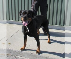 Rottweiler Dogs for adoption in Louisville, KY, USA