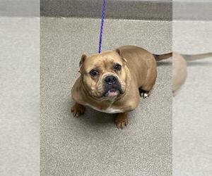 Bulldog-Unknown Mix Dogs for adoption in Las Vegas, NV, USA