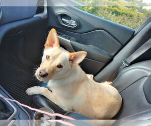 Shiba Inu-Unknown Mix Dogs for adoption in Minneapolis, MN, USA