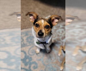 Chihuahua-Unknown Mix Dogs for adoption in New London, WI, USA