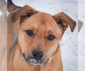 Shepradors Dogs for adoption in Huntley, IL, USA