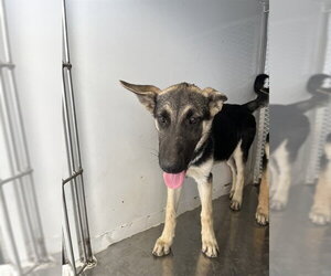 German Shepherd Dog Dogs for adoption in Bakersfield, CA, USA