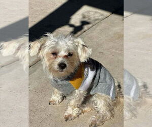 Mutt Dogs for adoption in Oak Bluffs, MA, USA