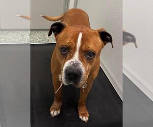 Boxer-Unknown Mix Dogs for adoption in Salisbury, NC, USA
