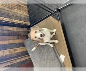 Beagle Dogs for adoption in Ramona, CA, USA