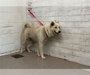 Siberian Husky-Unknown Mix Dogs for adoption in San Bernardino, CA, USA