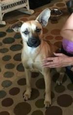 Mountain Cur Dogs for adoption in Maryville, TN, USA