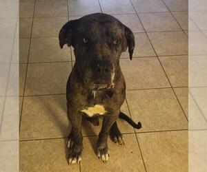 Great Dane Dogs for adoption in San Antonio, TX, USA
