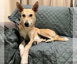 Mutt Dogs for adoption in Candler, NC, USA