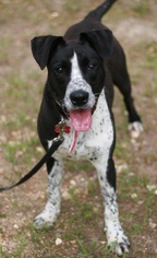 Small Border Collie-Pointer Mix
