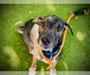 Shepradors Dogs for adoption in Orlando, FL, USA