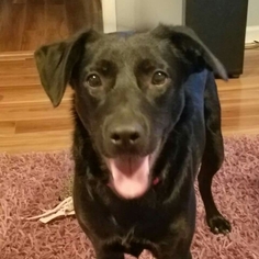 Labrador Retriever Dogs for adoption in Northport, AL, USA
