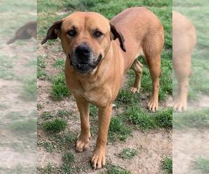 Mastiff-Unknown Mix Dogs for adoption in Riverside, CA, USA