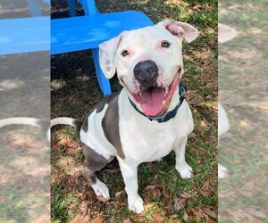 American Pit Bull Terrier-Unknown Mix Dogs for adoption in Sarasota, FL, USA