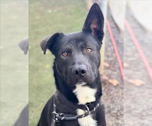 Labrador Retriever-Unknown Mix Dogs for adoption in Woodland, CA, USA