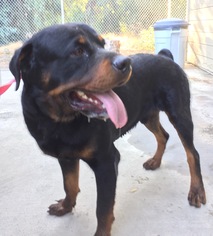 Rottweiler Dogs for adoption in Fresno, CA, USA