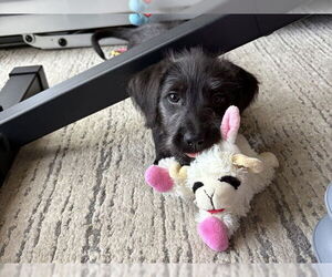 Mutt Dogs for adoption in Redwood City, CA, USA