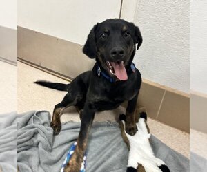 Mutt Dogs for adoption in Kanab, UT, USA