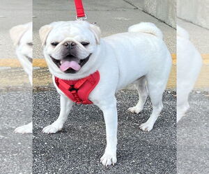 Pug Dogs for adoption in Mundelein, IL, USA