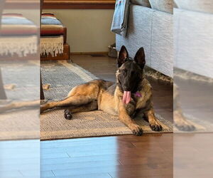 Mutt Dogs for adoption in Imlay City, MI, USA