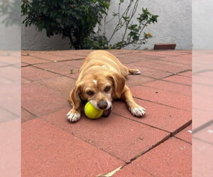 Cheagle Dogs for adoption in San Diego, CA, USA