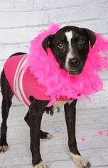 Medium Photo #1 American Staffordshire Terrier-Unknown Mix Puppy For Sale in Titusville, FL, USA