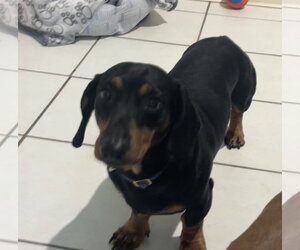 Dachshund Dogs for adoption in York, SC, USA