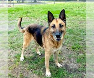 German Shepherd Dog-Unknown Mix Dogs for adoption in Conroe, TX, USA