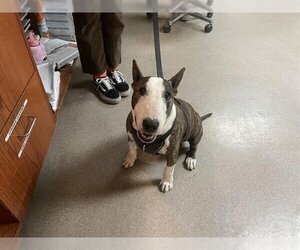 Miniature Bull Terrier Dogs for adoption in Pasadena, CA, USA