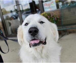 Great Pyrenees Dogs for adoption in Mundelein, IL, USA