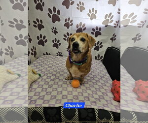 Dachshund-Unknown Mix Dogs for adoption in Metairie, LA, USA