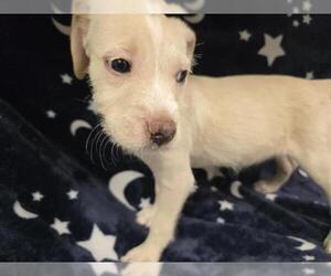 Cairn Terrier-Unknown Mix Dogs for adoption in HESPERIA, CA, USA